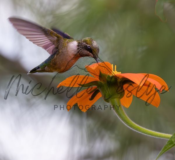 Sunlit Sips Photography Art | Michelle Leslye Photography