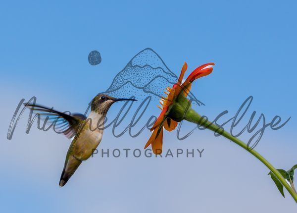 Hummingbird's Grace In Motion Photography Art | Michelle Leslye Photography