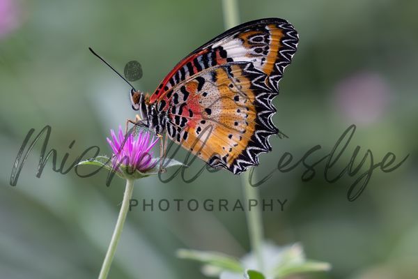 Lacewing Serenade Photography Art | Michelle Leslye Photography