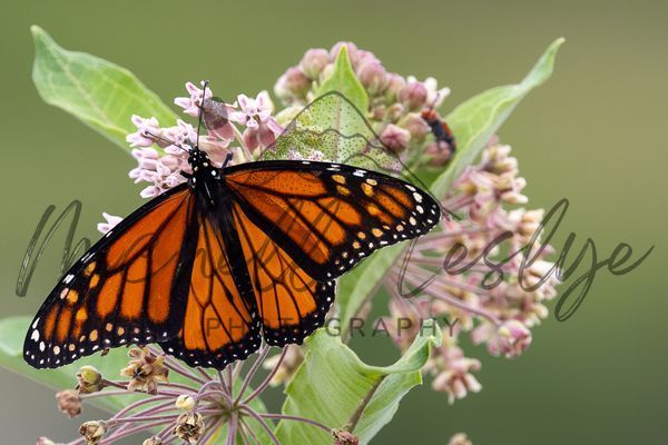 Monarch Bliss On Milkweed Photography Art | Michelle Leslye Photography
