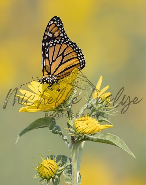 Sun Kissed Monarch Photography Art | Michelle Leslye Photography
