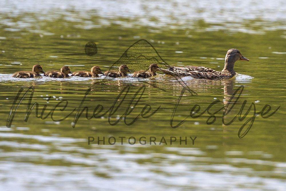 Duckling Parade Photography Art | Michelle Leslye Photography