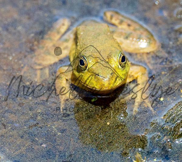 Eye Contact Photography Art | Michelle Leslye Photography