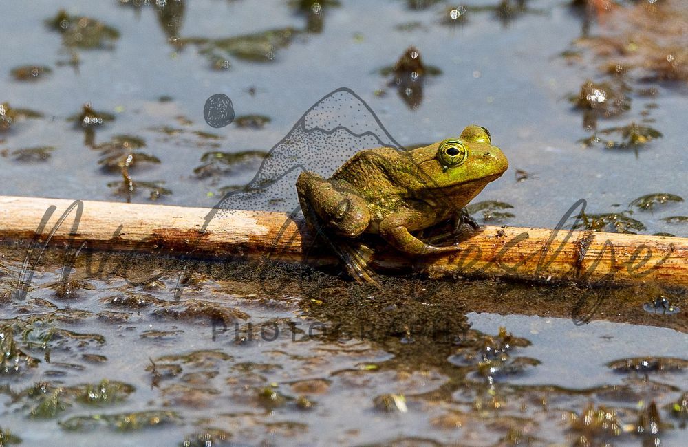 Log Lounger Photography Art | Michelle Leslye Photography