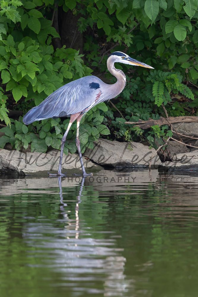 Wings Of Reflection Photography Art | Michelle Leslye Photography