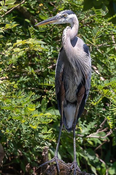 Great Blue Heron Perched In Majesty Photography Art | Michelle Leslye Photography