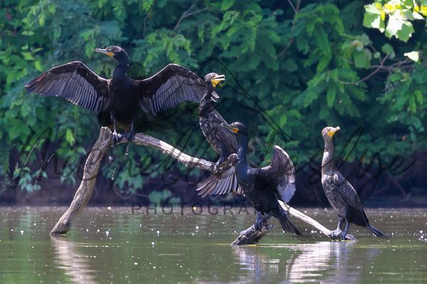 The Cormorant Conference Photography Art | Michelle Leslye Photography