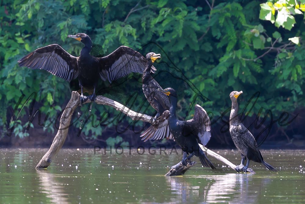 The Cormorant Conference Photography Art | Michelle Leslye Photography