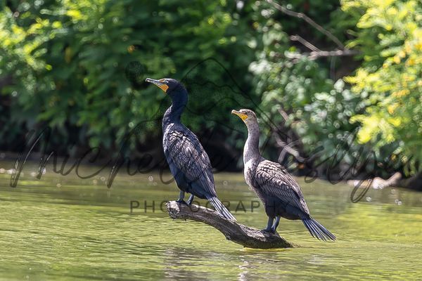 Double Perch Photography Art | Michelle Leslye Photography