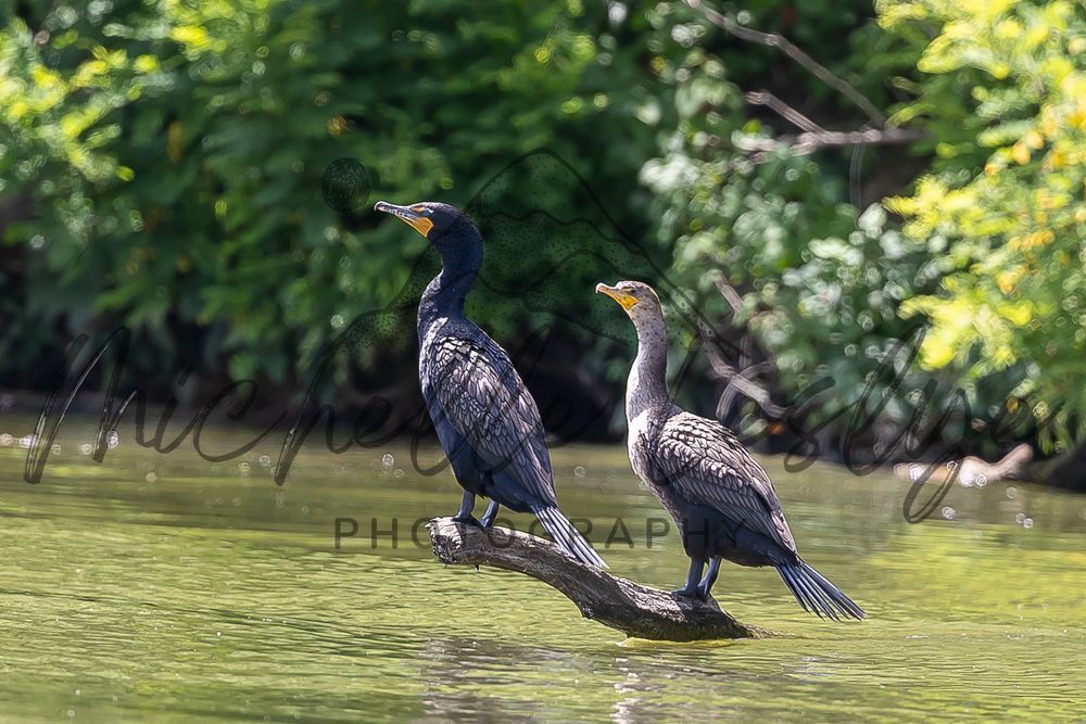 Double Perch Photography Art | Michelle Leslye Photography