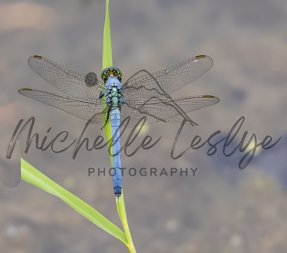 Delicate Balance Photography Art | Michelle Leslye Photography