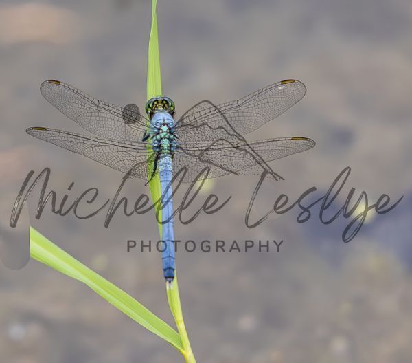 Delicate Balance Photography Art | Michelle Leslye Photography