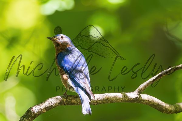Whispers Of Blue Photography Art | Michelle Leslye Photography