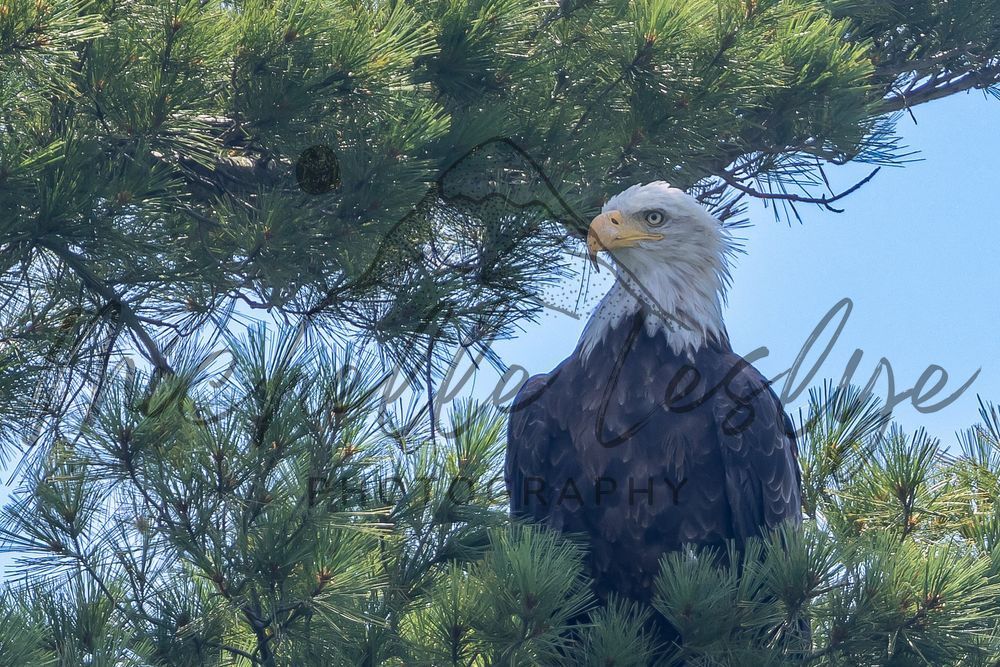 Eagle's Watch Photography Art | Michelle Leslye Photography