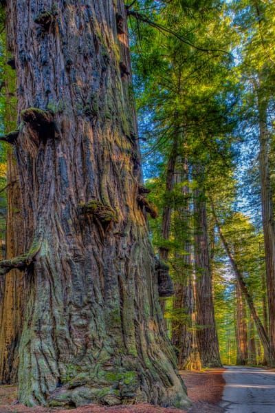 Redwoods