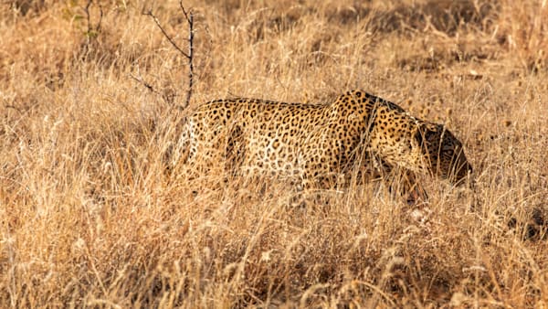 Wild Life