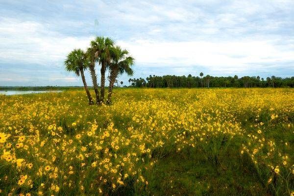 Wild Flower Bloom   St Johns River Seminole County Photography Art | Reg Garner Photography