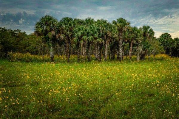 Wildflowers And Palm Hammock Photography Art | Reg Garner Photography