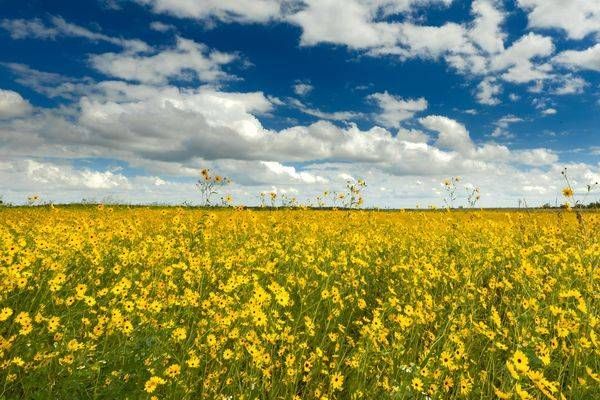 The Magical Field Of Flowers   Osteen Florida Photography Art | Reg Garner Photography
