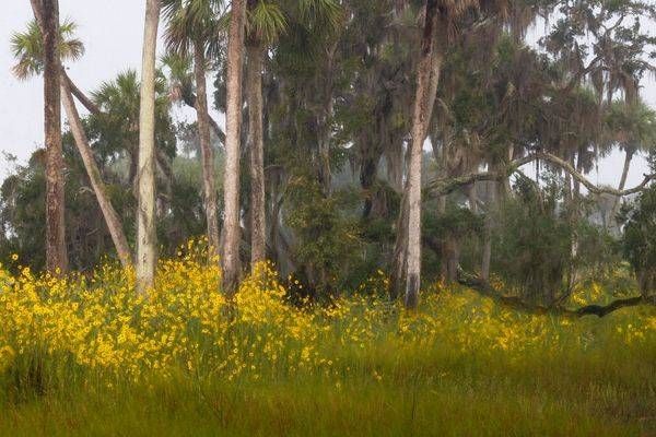 Swamp Sunflowers   Econlockhatchee State Park Photography Art | Reg Garner Photography