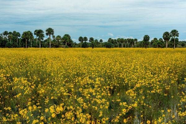 Swamp Sunflower Bloom Photography Art | Reg Garner Photography