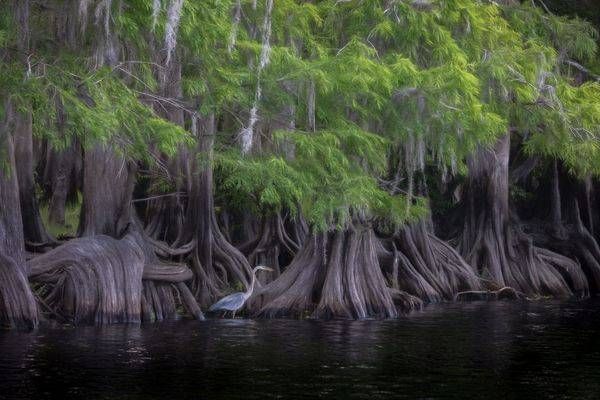 Great Blue Heron And Cypress Photography Art | Reg Garner Photography