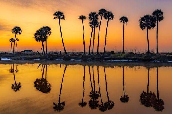 Econlockhachee Palms Sunset Photography Art | Reg Garner Photography
