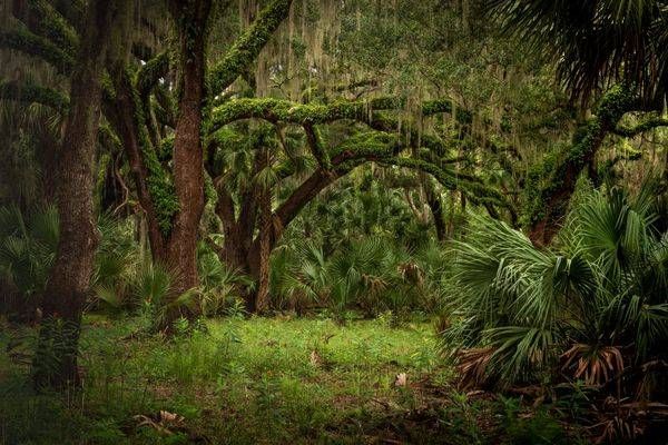 Oaks And Resurrection Fern Photography Art | Reg Garner Photography
