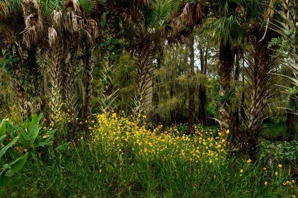 Wildflowers With Palms And Cypress Photography Art | Reg Garner Photography