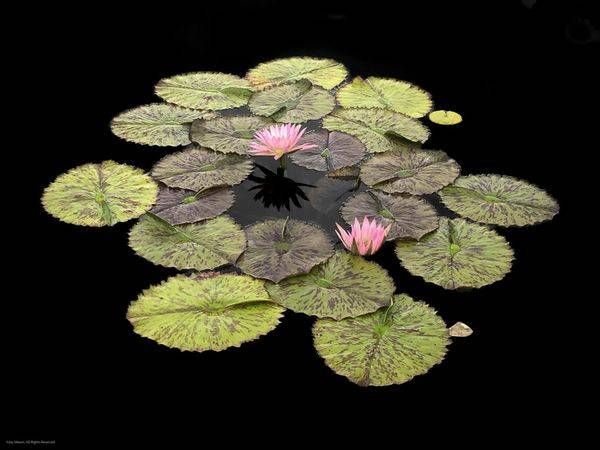 Biltmore Lillies Photography Art | JMason Studio