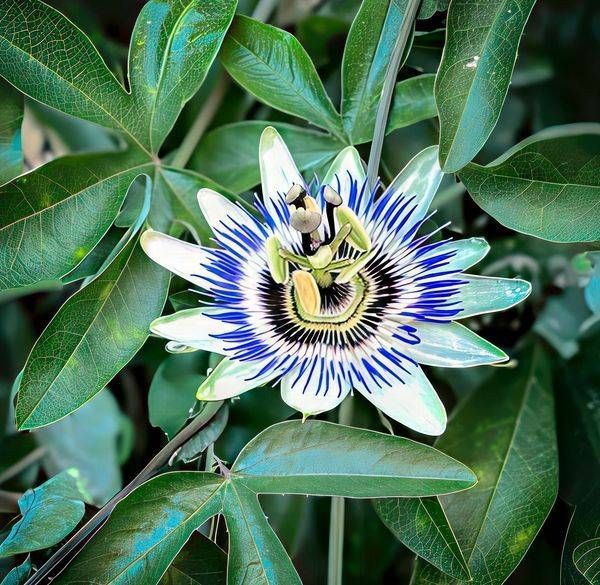 Blue Passion Flower Photography Art | JMason Studio