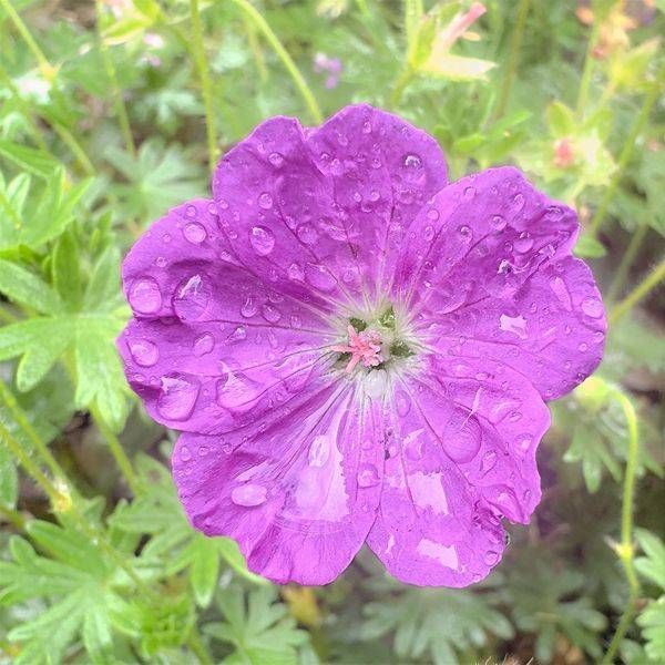 Bloody Geranium Photography Art | JMason Studio