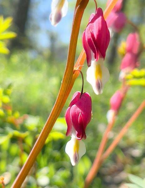 Bleeding Heart Photography Art | JMason Studio