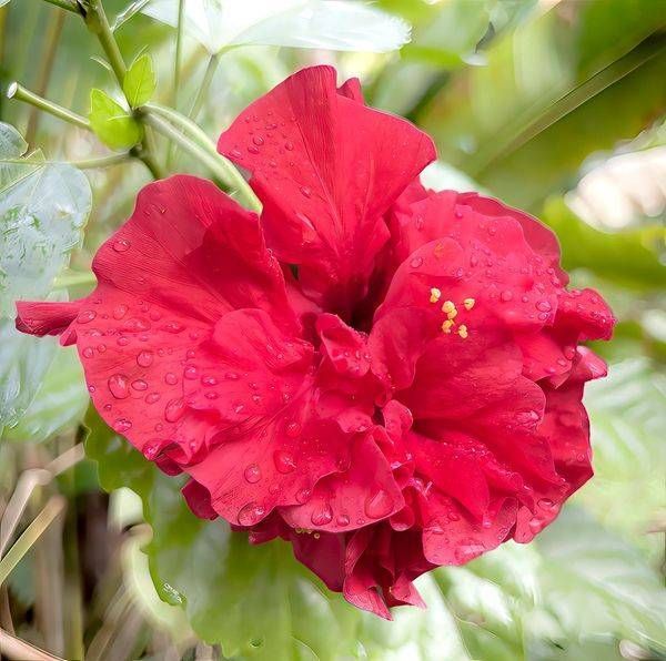 Chinese Hibiscus Photography Art | JMason Studio