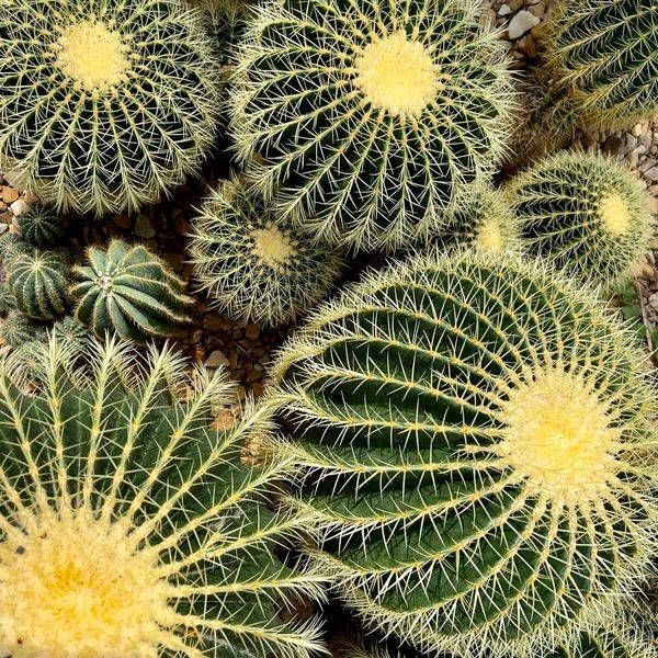 Golden Barrel Cactus Photography Art | JMason Studio