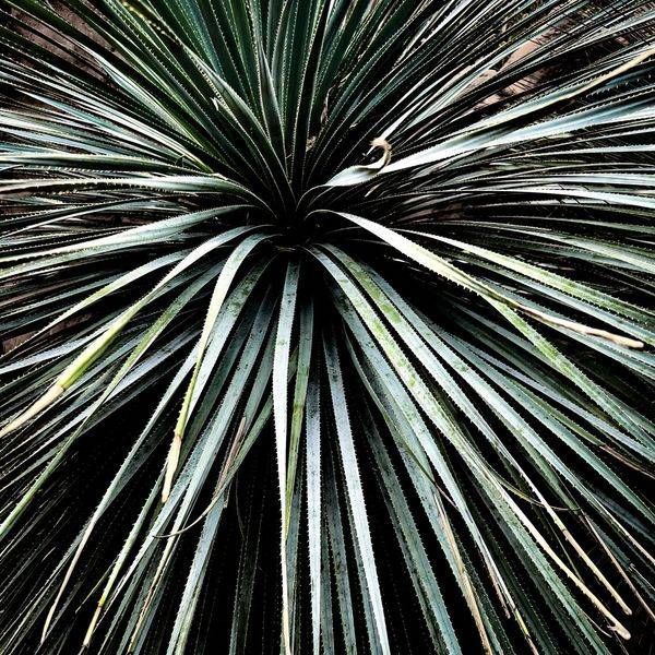 Desert Spoon Photography Art | JMason Studio