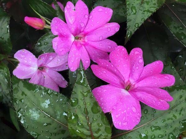 Botanical