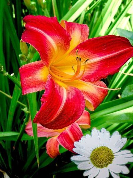 Orange Day Lily Photography Art | JMason Studio