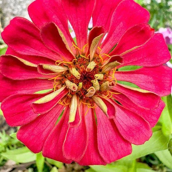 Red Zinnia Photography Art | JMason Studio