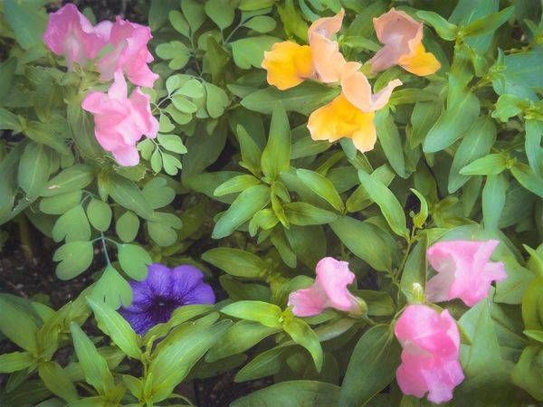 Snap Dragons Photography Art | JMason Studio
