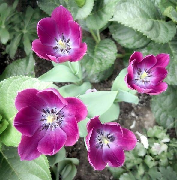 Purple Tulip Photography Art | JMason Studio