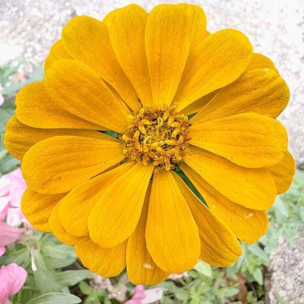Yellow Zinnia Photography Art | JMason Studio