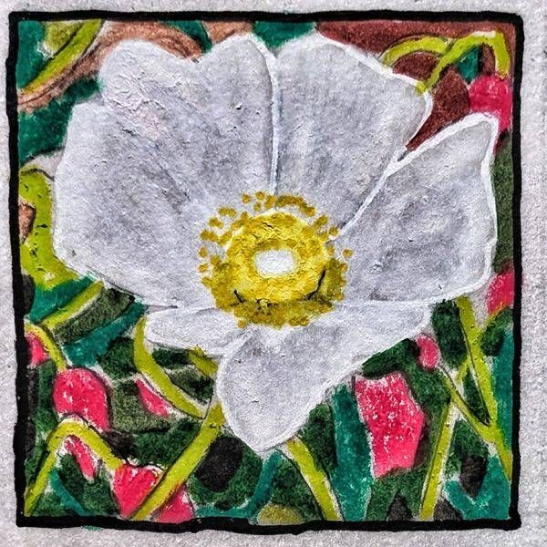 Rock Rose Miniature Study – Botanical Flower Art Print by Justyn Simon