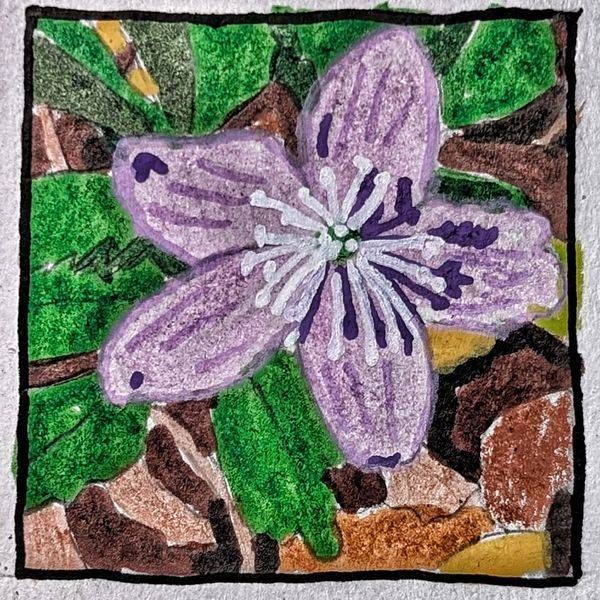 Columbia Windflower Miniature Study – Botanical Wildflower Art by Justyn Simon