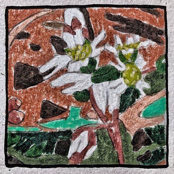 Spring Whitlow-Grass Miniature Study Botanical Art Print by Justyn Simon