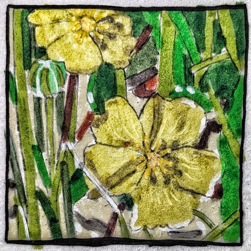 Cinquefoil Miniature Study | Botanical Wildflower Art Print by Justyn Simon