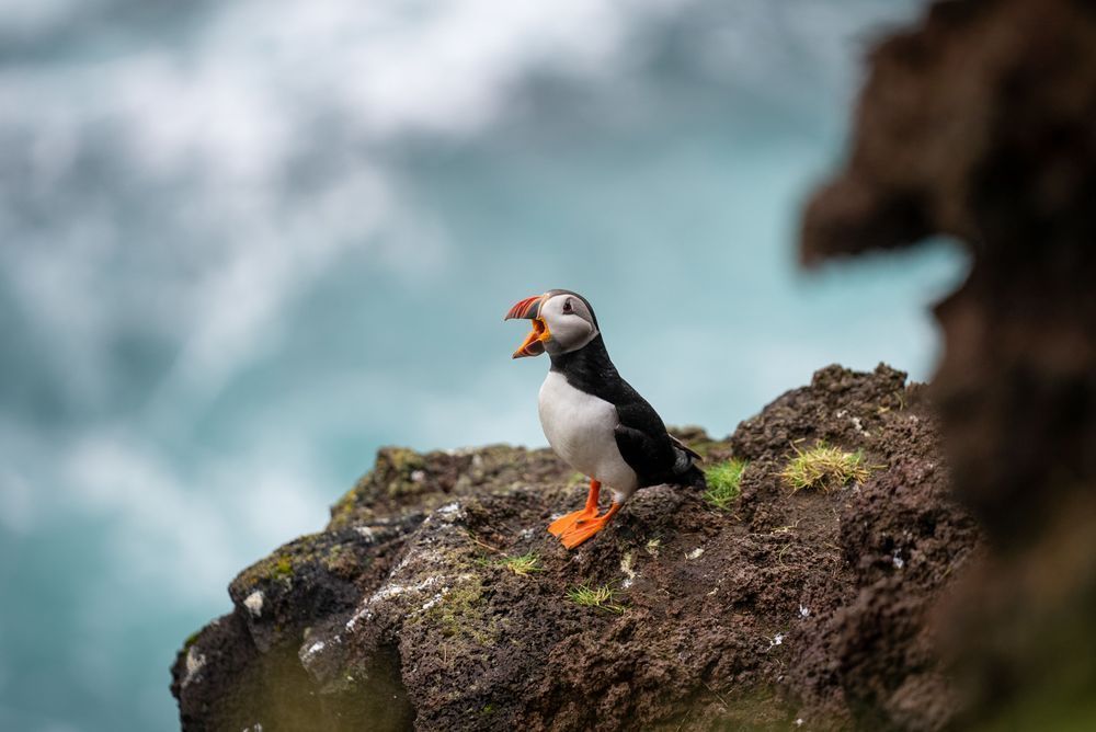 Calls Of The Cliff Photography Art | Jon Hedin Photography
