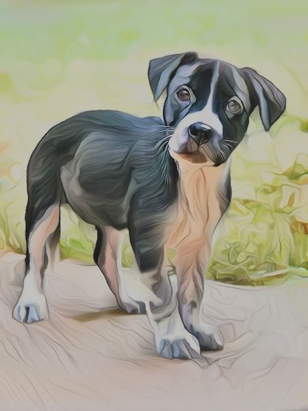 More Animals