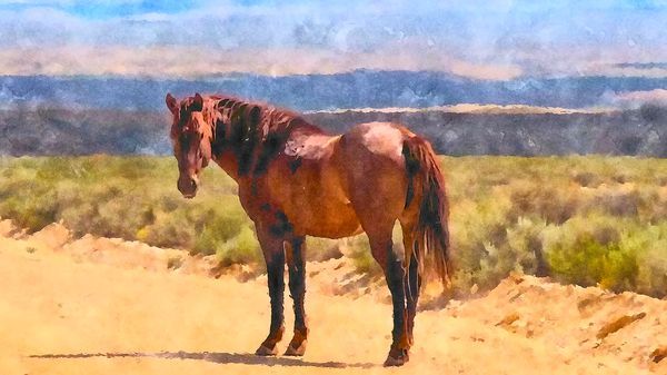Equine Art (horses)