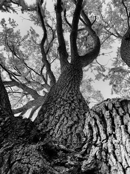 TreePieces Expanding Soon!